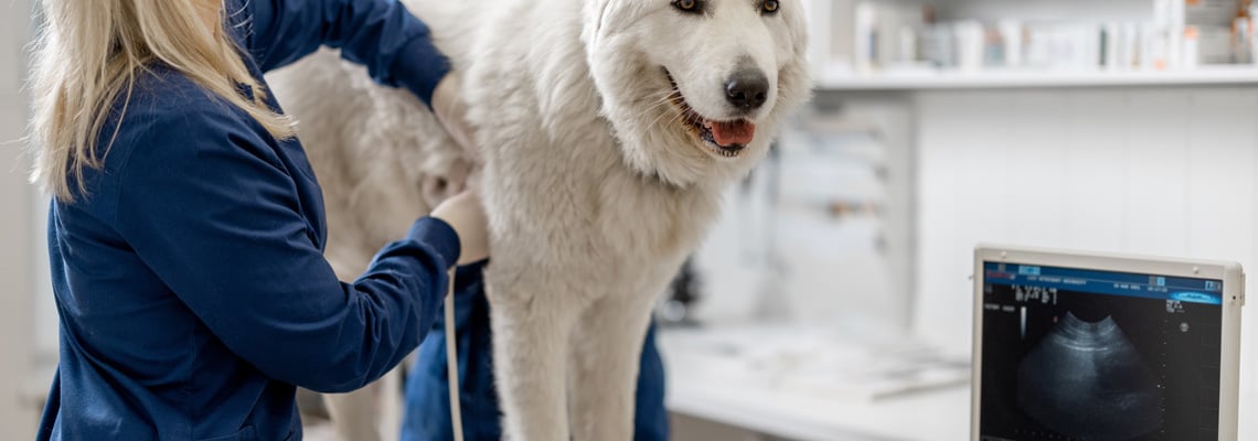 Auxiliaire de santé animale