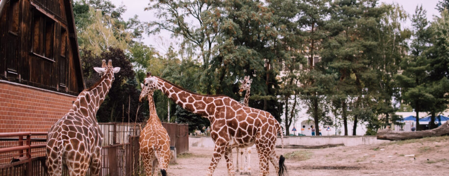 parc animalier.jpg